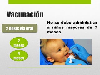 Vacunación
2 dosis vía oral
2
meses
4
meses
No se debe administrar
a niños mayores de 7
meses
 
