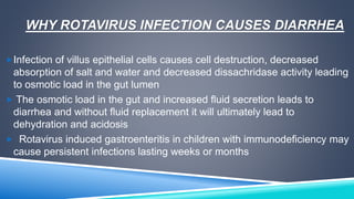 WHY ROTAVIRUS INFECTION CAUSES DIARRHEA 
Infection of villus epithelial cells causes cell destruction, decreased 
absorption of salt and water and decreased dissachridase activity leading 
to osmotic load in the gut lumen 
 The osmotic load in the gut and increased fluid secretion leads to 
diarrhea and without fluid replacement it will ultimately lead to 
dehydration and acidosis 
 Rotavirus induced gastroenteritis in children with immunodeficiency may 
cause persistent infections lasting weeks or months 
 