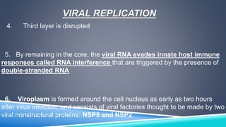 VIRAL REPLICATION 
4. Third layer is disrupted 
5. By remaining in the core, the viral RNA evades innate host immune 
responses called RNA interference that are triggered by the presence of 
double-stranded RNA 
6. Viroplasm is formed around the cell nucleus as early as two hours 
after virus infection, and consists of viral factories thought to be made by two 
viral nonstructural proteins: NSP5 and NSP2 
 