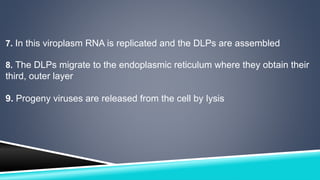 7. In this viroplasm RNA is replicated and the DLPs are assembled 
8. The DLPs migrate to the endoplasmic reticulum where they obtain their 
third, outer layer 
9. Progeny viruses are released from the cell by lysis 
 