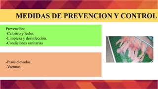 MEDIDAS DE PREVENCION Y CONTROL
Prevención:
-Calostro y leche.
-Limpieza y desinfección.
-Condiciones sanitarias
-Pisos elevados.
-Vacunas.
 