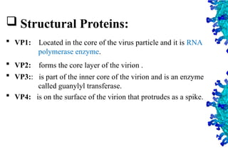 12
 Structural Proteins:
 VP1: Located in the core of the virus particle and it is RNA
polymerase enzyme.
 VP2: forms the core layer of the virion .
 VP3:: is part of the inner core of the virion and is an enzyme
called guanylyl transferase.
 VP4: is on the surface of the virion that protrudes as a spike.
 
