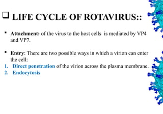 17
 LIFE CYCLE OF ROTAVIRUS::
 Attachment: of the virus to the host cells is mediated by VP4
and VP7.
 Entry: There are two possible ways in which a virion can enter
the cell:
1. Direct penetration of the virion across the plasma membrane.
2. Endocytosis
 
