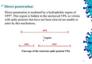 Direct penetration:
Direct penetration is mediated by a hydrophobic region of
VP5*. This region is hidden in the uncleaved VP4, so virions
with spike proteins that have not been cleaved are unable to
enter by this mechanism.
Cleavage of the rotavirus spike protein VP4.
18
 