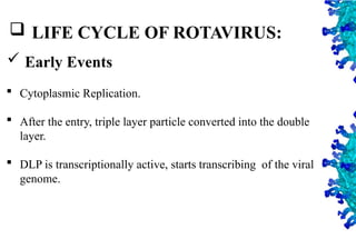20
 Cytoplasmic Replication.
 After the entry, triple layer particle converted into the double
layer.
 DLP is transcriptionally active, starts transcribing of the viral
genome.
 Early Events
 LIFE CYCLE OF ROTAVIRUS:
 