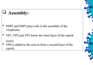 23
 Assembly:
 NSP2 and NSP5 plays role in the assembly of the
viroplasms.
 VP1, VP2 and VP3 forms the inner layer of the capsid
(core).
 VP6 is added to the core to form a second layer of the
capsid.
 