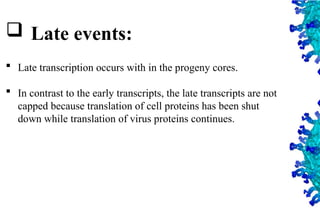 24
 Late events:
 Late transcription occurs with in the progeny cores.
 In contrast to the early transcripts, the late transcripts are not
capped because translation of cell proteins has been shut
down while translation of virus proteins continues.
 