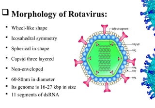 7
 Morphology of Rotavirus:
 Wheel-like shape
 Icosahedral symmetry
 Spherical in shape
 Capsid three layered
 Non-enveloped
 60-80nm in diameter
 Its genome is 16-27 kbp in size
 11 segments of dsRNA
 