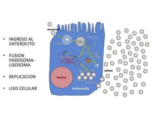 • INGRESO AL
ENTEROCITO
• FUSION
ENDOSOMA-
LISOSOMA
• REPLICACION
• LISIS CELULAR
 
