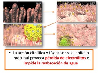 • La acción citolitica y tóxica sobre el epitelio
intestinal provoca pérdida de electrólitos e
impide la reabsorción de agua
 