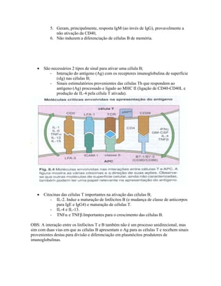 5. Geram, principalmente, resposta IgM (ao invés de IgG), provavelmente a
não ativação da CD40,
6. Não induzem a diferenciação de células B de memória.
• São necessários 2 tipos de sinal para ativar uma célula B;
- Interação do antígeno (Ag) com os receptores imunoglobulina de superfície
(sIg) nas células B;
- Sinais estimulatórios provenientes das células Th que respondem ao
antígeno (Ag) processado e ligado ao MHC II (ligação de CD40-CD40L e
produção de IL-4 pela célula T ativada).
• Citocinas das células T importantes na ativação das células B;
- IL-2. Induz a maturação de linfócitos B (e mudança de classe de anticorpos
para IgE e IgG4) e maturação de células T.
- IL-4 e IL-13.
- TNFα e TNFβ.Importantes para o crescimento das células B.
OBS: A interação entre os linfócitos T e B também não é um processo unidirecional, mas
sim com duas vias em que as células B apresentam o Ag para as células T e recebem sinais
provenientes destas para divisão e diferenciação em plasmócitos produtores de
imunoglobulinas.
 