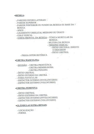 Roteiro De Anatomia Humana  Ufmg