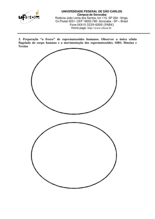 UNIVERSIDADE FEDERAL DE SÃO CARLOS
Campus de Sorocaba
Rodovia João Leme dos Santos, km 110, SP 264 - Itinga.
Cx.Postal 3031- CEP 18052-780- Sorocaba - SP – Brasil
Fone 0XX15-3229-6000 (PABX)
Home page: http://www.ufscar.br
3. Preparação “a fresco” de espermatozoides humanos. Observar a única célula
flagelada do corpo humano e a movimentação dos espermatozoides. OBS: Dineína e
Nexina
 