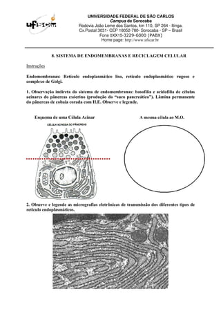 UNIVERSIDADE FEDERAL DE SÃO CARLOS
Campus de Sorocaba
Rodovia João Leme dos Santos, km 110, SP 264 - Itinga.
Cx.Postal 3031- CEP 18052-780- Sorocaba - SP – Brasil
Fone 0XX15-3229-6000 (PABX)
Home page: http://www.ufscar.br
8. SISTEMA DE ENDOMEMBRANAS E RECICLAGEM CELULAR
Instruções
Endomembranas: Retículo endoplasmático liso, retículo endoplasmático rugoso e
complexo de Golgi.
1. Observação indireta do sistema de endomembranas: basofilia e acidofilia de células
acinares do pâncreas exócrino (produção do “suco pancreático”). Lâmina permanente
do pâncreas de cobaia corada com H.E. Observe e legende.
Esquema de uma Célula Acinar A mesma célula ao M.O.
2. Observe e legende as micrografias eletrônicas de transmissão dos diferentes tipos de
reticulo endoplasmáticos.
 