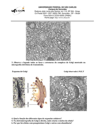 UNIVERSIDADE FEDERAL DE SÃO CARLOS
Campus de Sorocaba
Rodovia João Leme dos Santos, km 110, SP 264 - Itinga.
Cx.Postal 3031- CEP 18052-780- Sorocaba - SP – Brasil
Fone 0XX15-3229-6000 (PABX)
Home page: http://www.ufscar.br
3. Observe e legende todas as faces e estruturas do complexo de Golgi mostrado na
micrografia eletrônica de transmissão.
Esquema do Golgi Golgi observado à M.E.T
4. Qual a função dos diferentes tipos de organelas celulares?
5. Na eletromicrografia do Golgi à direita, onde estaria o núcleo da célula?
6. Por que há células com pouquíssimos Golgi e outras com abundância?
 