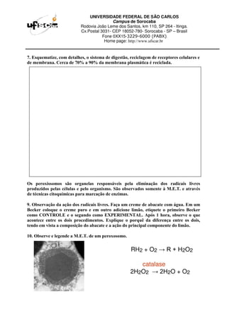 UNIVERSIDADE FEDERAL DE SÃO CARLOS
Campus de Sorocaba
Rodovia João Leme dos Santos, km 110, SP 264 - Itinga.
Cx.Postal 3031- CEP 18052-780- Sorocaba - SP – Brasil
Fone 0XX15-3229-6000 (PABX)
Home page: http://www.ufscar.br
7. Esquematize, com detalhes, o sistema de digestão, reciclagem de receptores celulares e
de membrana. Cerca de 70% a 90% da membrana plasmática é reciclada.
Os peroxissomos são organelas responsáveis pela eliminação dos radicais livres
produzidos pelas células e pelo organismo. São observados somente à M.E.T. e através
de técnicas citoquímicas para marcação de enzimas.
9. Observação da ação dos radicais livres. Faça um creme de abacate com água. Em um
Becker coloque o creme puro e em outro adicione limão, etiquete o primeiro Becker
como CONTROLE e o segundo como EXPERIMENTAL. Após 1 hora, observe o que
acontece entre os dois procedimentos. Explique o porquê da diferença entre os dois,
tendo em vista a composição do abacate e a ação do principal componente do limão.
10. Observe e legende a M.E.T. de um peroxosomo.
RH2 + O2 → R + H2O2
catalase
2H2O2 → 2H2O + O2
 