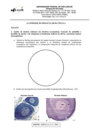 UNIVERSIDADE FEDERAL DE SÃO CARLOS
Campus de Sorocaba
Rodovia João Leme dos Santos, km 110, SP 264 - Itinga.
Cx.Postal 3031- CEP 18052-780- Sorocaba - SP – Brasil
Fone 0XX15-3229-6000 (PABX)
Home page: http://www.ufscar.br
4. COMPOSIÇÃO MOLECULAR DA CÉLULA
Instruções
1. Análise de núcleos celulares em interfase (cromatina). Conceito de acidofilia e
basofilia do núcleo e do citoplasma (visualização indireta de RNA) e proteínas básicas
(hemoglobina).
a. Analise as lâminas permanentes de sangue humano (corante Giensa) e esquematize as
diferenças morfológica dos núcleos e os diferentes estados de condensação
cromatínica dos leucócitos e a composição molecular do citoplasma através da sua
acidofilia e/ou basofilia.
b. Análise de micrografias de ovócitos de anfíbio (Leptodactulus labirinthicus) – H.E.
Ovócitos Jovens Ovócito Maturo
FONTE: ABDALLA, F. C. 2005.
 
