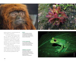 ( 22 )
pardus tigrinus) e recentemente de
antas (Tapirus terrestris).
Já na APA Capivari-Monos exis-
tem os registros de espécies em-
blemáticas e ameaçadas, como a
onça-parda (Puma concolor capri-
-cornensis), jaguatirica (Leopardus
pardalis mitis) e o mono-carvoeiro
(Brachyteles arachnoides), o maior
macaco das Américas.
A existência desses animais no
extremo Sul do município reforça a
necessidade de conservação dessas
áreas, essenciais para a manutenção
da nossa própria qualidade de vida.
Bugio
O Bugio (Alouatta clamitans)
é um grande primata que vive
em grupos de 2 a 11 indivíduos,
possui um grito poderoso que se
escuta em toda a mata.
perereca flautinha
Essa perereca também é
encontrada na região, tem um
belo canto que se assemelha a
uma flauta, dai seu nome popular
perereca flautinha.
(Aplastodiscus albosignatus)
planta carnívora
Um caminhante cuidadoso
pode encontrar essa bela planta
carnívora (Drosera spp) que
também é nativa dessa região.
LeoMalagoliLeoMalagoli
felipespina
 