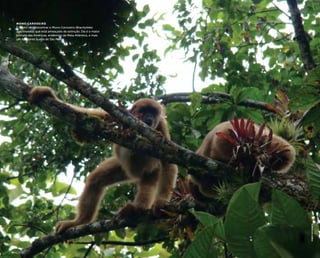 ( 24 ) ( 25 )
Mono Carvoeiro
É muito raro encontrar o Mono Carvoeiro (Brachyteles
arachnoides) que está ameaçado de extinção. Ele é o maior
primata das Américas, endêmico da Mata Atlântica, e mais
um habitante ilustre de São Paulo.
FabioSchunck
 