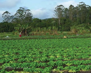 ( 59 )
leomalagoli
agricultura
Cercados pela Cratera de Colônia agricultores trabalham a terra
 