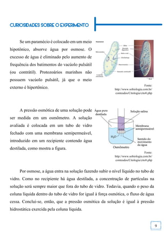 9
CURIOSIDADES SOBRE O EXPERIMENTO
Se um paramécio é colocado em um meio
hipotônico, absorve água por osmose. O
excesso de água é eliminado pelo aumento de
frequência dos batimentos do vacúolo pulsátil
(ou contrátil). Protozoários marinhos não
possuem vacúolo pulsátil, já que o meio
externo é hipertônico.
A pressão osmótica de uma solução pode
ser medida em um osmômetro. A solução
avaliada é colocada em um tubo de vidro
fechado com uma membrana semipermeável,
introduzido em um recipiente contendo água
destilada, como mostra a figura.
Por osmose, a água entra na solução fazendo subir o nível líquido no tubo de
vidro. Como no recipiente há água destilada, a concentração de partículas na
solução será sempre maior que fora do tubo de vidro. Todavia, quando o peso da
coluna líquida dentro do tubo de vidro for igual à força osmótica, o fluxo de água
cessa. Conclui-se, então, que a pressão osmótica da solução é igual à pressão
hidrostática exercida pela coluna líquida.
Fonte:
http://www.sobiologia.com.br/
conteudos/Citologia/cito8.php
Fonte:
http://www.sobiologia.com.br/
conteudos/Citologia/cito8.php
 