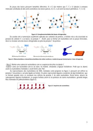 3
As peças das bases possuem tamanhos diferentes: A e G são maiores que T, C e U (alusão à estrutura
molecular constituída de dois anéis aromáticos nas bases púricas, A e G, e um anel nas bases pirimídicas, T, C e U)
De acordo com a numeração usualmente aplicada aos carbonos da pentose, o fosfato está a ela associado na
posição do carbono 5’ e as bases, na posição 1’ . Assim, para se formar um nucleotídeo com as peças fornecidas,
deve-se encaixar uma das bases nitrogenadas ao pino da posição 1’ da pentose.
- Dica 2: Montar uma cadeia de nucleotídeos com as seqüência descritas na tabela 1.
Explicar como um nucleotídeo une-se ao outro, no modelo, simulando a ligação fosfodiéster. Pedir que os alunos
unam os nucleotídeos montados e assim forme uma “fita”.
As representações dos nucleotídeos de DNA, montadas como proposto na figura 2, possuem um orifício na
posição 3’ da pentose e um pino ligado ao fosfato. Os pinos representam ligações covalentes do tipo fosfodiéster, que
se formam quando estes se encaixam nos orifícios da posição 3’ de outro nucleotídeo. Desta forma, através de
subseqüentes ligações fosfodiéster, os grupos fosfatos unem-se às pentoses de outros nucleotídeos, gerando longas
fitas chamadas de polinucleotídeos (figura 5).
Figura 5: Sequência de nucleotídeos
Figura 3: Complementaridade das bases nitrogenadas
Figura 4: Ribonucleotídeos e desoxiribonucleotídeos dos ácidos nucléicos e modelo do grupo fostato/açúcar e base nitrogenada.
 