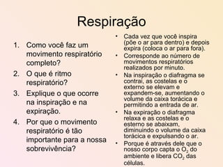 Respiração Como você faz um movimento respiratório completo? O que é ritmo respiratório? Explique o que ocorre na inspiração e na expiração. Por que o movimento respiratório é tão importante para a nossa sobrevivência? Cada vez que você inspira (põe o ar para dentro) e depois expira (coloca o ar para fora). Corresponde ao número de movimentos respiratórios realizados por minuto. Na inspiração o diafragma se contrai, as costelas e o externo se elevam e expandem-se, aumentando o volume da caixa torácica e permitindo a entrada de ar. Na expiração o diafragma relaxa e as costelas e o esterno se abaixam, diminuindo o volume da caixa torácica e expulsando o ar. Porque é através dele que o nosso corpo capta o O 2  do ambiente e libera CO 2  das células. 