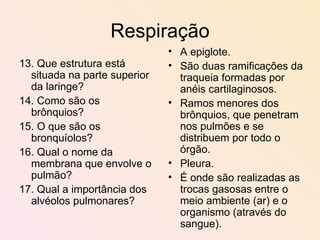 Respiração 13. Que estrutura está situada na parte superior da laringe? 14. Como são os brônquios? 15. O que são os bronquíolos? 16. Qual o nome da membrana que envolve o pulmão? 17. Qual a importância dos alvéolos pulmonares? A epiglote. São duas ramificações da traqueia formadas por anéis cartilaginosos. Ramos menores dos brônquios, que penetram nos pulmões e se distribuem por todo o órgão. Pleura. É onde são realizadas as trocas gasosas entre o meio ambiente (ar) e o organismo (através do sangue). 