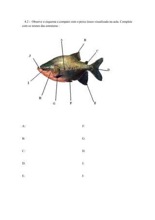 4.2 - Observe o esquema e compare com o peixe ósseo visualizado na aula. Complete
com os nomes das estruturas :
A: F:
B: G:
C: H:
D: I:
E: J:
 