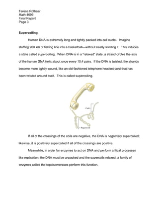 Teresa Rothaar
Math 4096
Final Report
Page 3
Supercoiling
Human DNA is extremely long and tightly packed into cell nuclei. Imagine
stuffing 200 km of fishing line into a basketball—without neatly winding it. This induces
a state called supercoiling. When DNA is in a “relaxed” state, a strand circles the axis
of the human DNA helix about once every 10.4 pairs. If the DNA is twisted, the strands
become more tightly wound, like an old-fashioned telephone headset cord that has
been twisted around itself. This is called supercoiling.

If all of the crossings of the coils are negative, the DNA is negatively supercoiled;
likewise, it is positively supercoiled if all of the crossings are positive.
Meanwhile, in order for enzymes to act on DNA and perform critical processes
like replication, the DNA must be unpacked and the supercoils relaxed; a family of
enzymes called the topoisomerases perform this function.

 