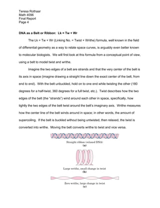 Teresa Rothaar
Math 4096
Final Report
Page 4
DNA as a Belt or Ribbon: Lk = Tw + Wr
The Lk = Tw + Wr (Linking No. = Twist + Writhe) formula, well known in the field
of differential geometry as a way to relate space curves, is arguably even better known
to molecular biologists. We will first look at this formula from a conceptual point of view,
using a belt to model twist and writhe.
Imagine the two edges of a belt are strands and that the very center of the belt is
its axis in space (imagine drawing a straight line down the exact center of the belt, from
end to end). With the belt unbuckled, hold on to one end while twisting the other (180
degrees for a half-twist, 360 degrees for a full twist, etc.). Twist describes how the two
edges of the belt (the “strands”) wind around each other in space, specifically, how
tightly the two edges of the belt twist around the belt’s imaginary axis. Writhe measures
how the center line of the belt winds around in space; in other words, the amount of
supercoiling. If the belt is buckled without being untwisted, then relaxed, the twist is
converted into writhe. Moving the belt converts writhe to twist and vice versa.

 