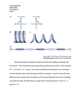Teresa Rothaar
Math 4096
Final Report
Page 7

Part (a) illustrates the familiar concept of positive and negative crossings from
knot theory. Part b illustrates supercoiling being condensed into writhe; in this example,
Wr  (-3) and Tw  0. In part c, the ends of the DNA are pulled apart, but not twisted,
and the absolute value of Wr decreases while Tw increases. In part d, the ends of the
DNA have been pulled apart and twisted, so that supercoiling that has been completely
converted into twist, the DNA helix no longer coils in three dimensions, and Tw = -3
while Wr = 0.

 