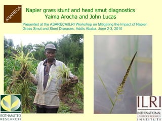 Napier grass stunt and head smut diagnostics Yaima Arocha and John Lucas Presented at the ASARECA/ILRI Workshop on Mitigating the Impact of Napier Grass Smut and Stunt Diseases, Addis Ababa, June 2-3, 2010 