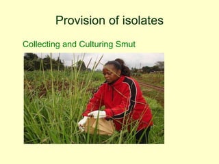 Napier grass stunt and head smut diagnostics