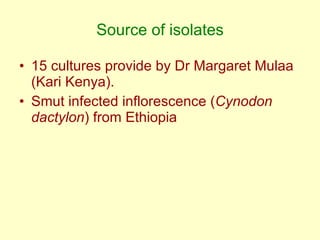 Napier grass stunt and head smut diagnostics