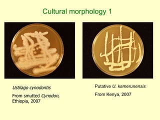 Napier grass stunt and head smut diagnostics