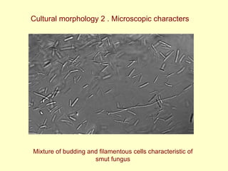 Napier grass stunt and head smut diagnostics