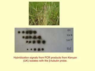 Napier grass stunt and head smut diagnostics