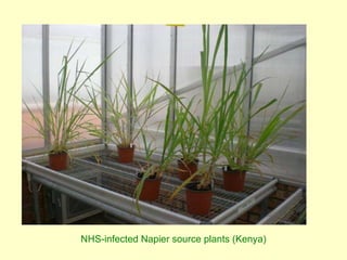 Napier grass stunt and head smut diagnostics