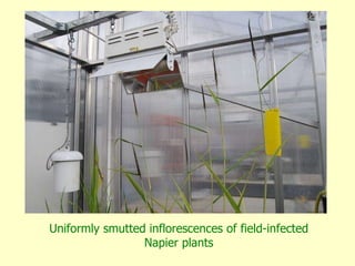 Napier grass stunt and head smut diagnostics