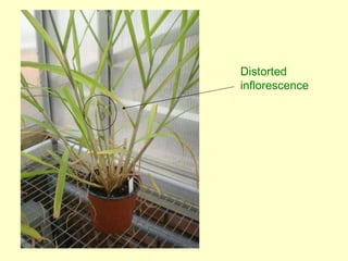 Napier grass stunt and head smut diagnostics