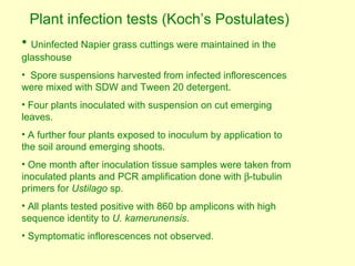 Napier grass stunt and head smut diagnostics
