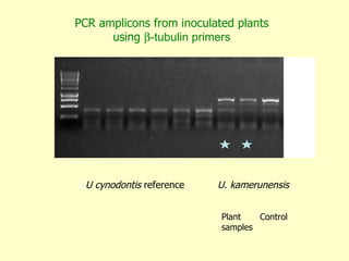 Napier grass stunt and head smut diagnostics