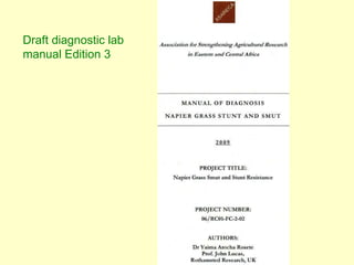 Napier grass stunt and head smut diagnostics