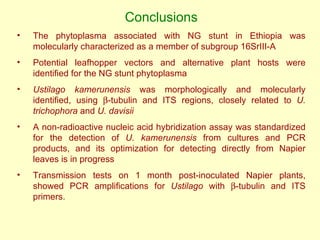 Napier grass stunt and head smut diagnostics