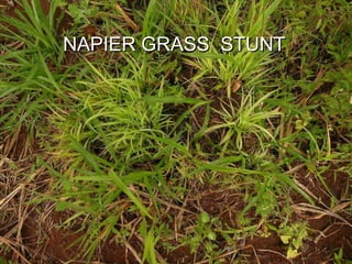 Napier grass stunt and head smut diagnostics