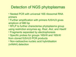 Napier grass stunt and head smut diagnostics