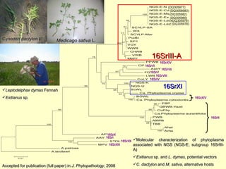 Napier grass stunt and head smut diagnostics
