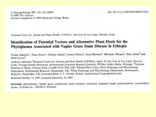 Napier grass stunt and head smut diagnostics