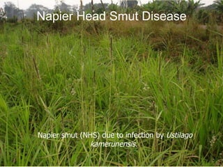 Napier grass stunt and head smut diagnostics